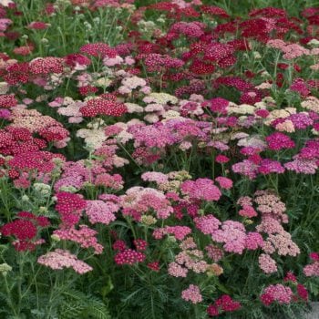Achillea millefolium, Summer Berries F2