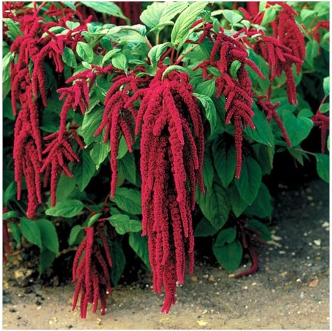 Amaranthus caudatus — Love‑Lies‑Bleeding
