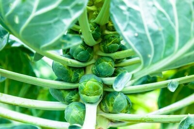 Brussel Sprouts, Long Island