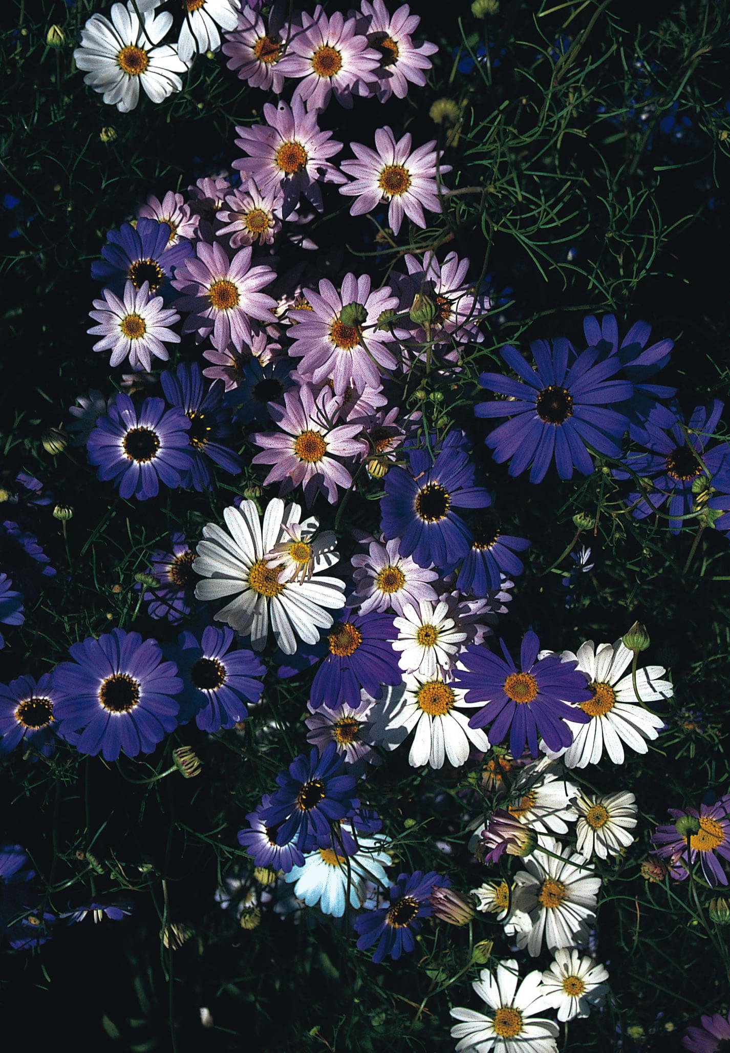 Swan River Daisy, Azure Mix