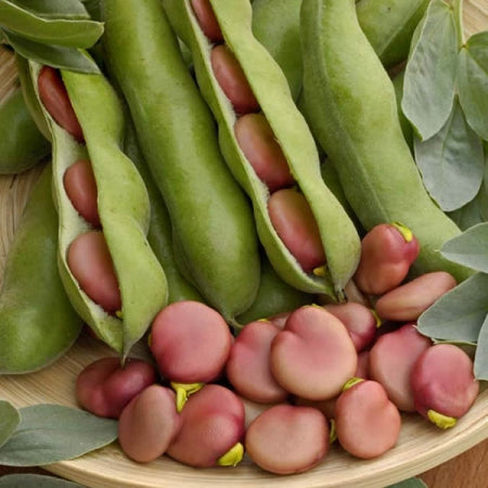 Broad Bean, Pink Karmazyn