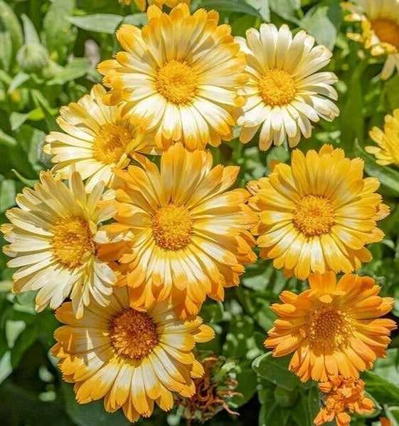 Calendula, Oopsy Daisy