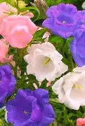 Canterbury Bells, Calycanthema Mixed