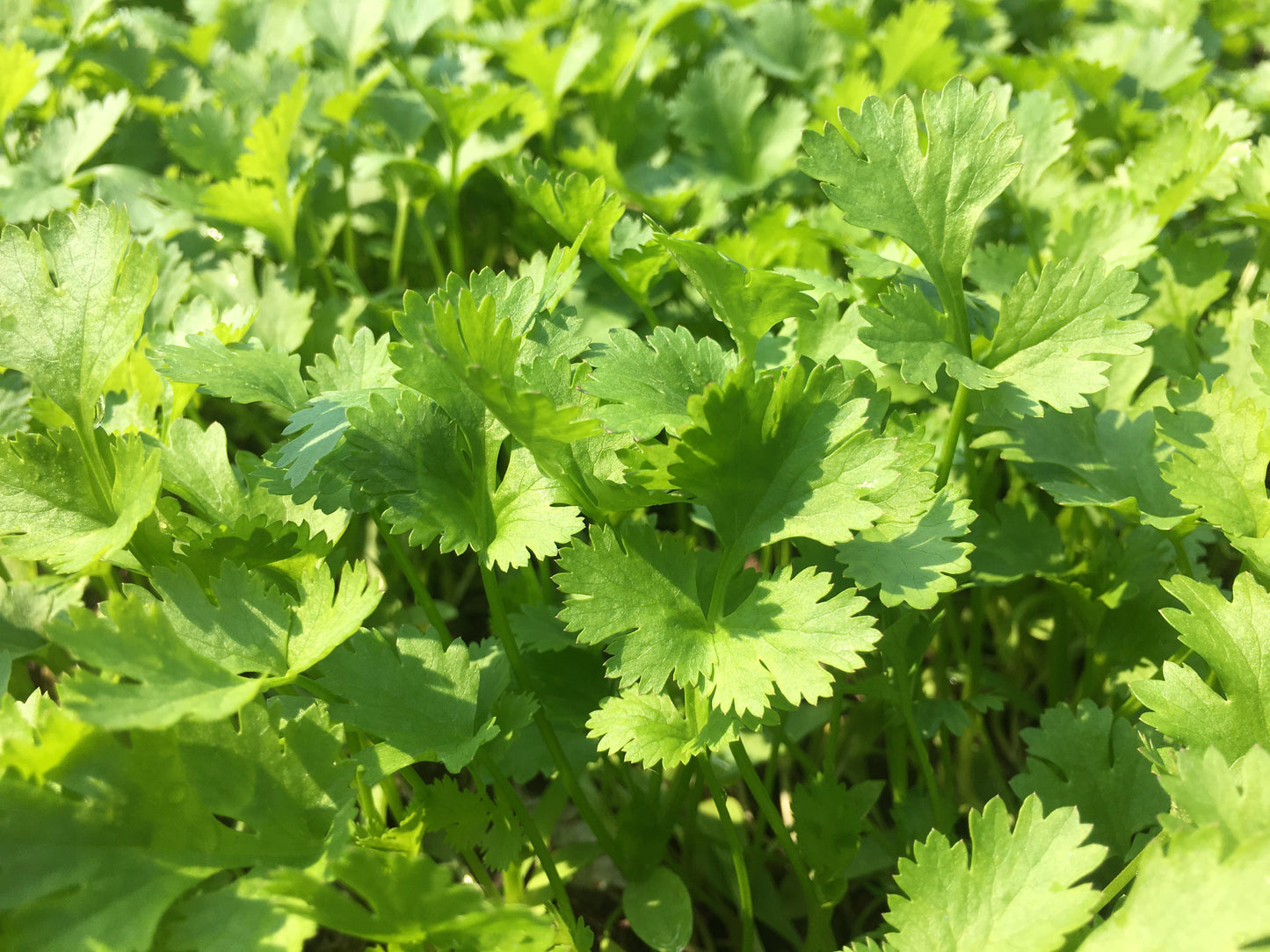 Coriander, Cilantro