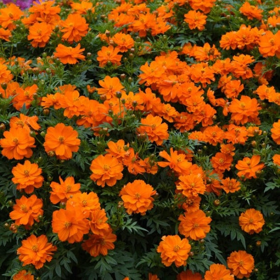 Cosmos sulphureus, Mandarin