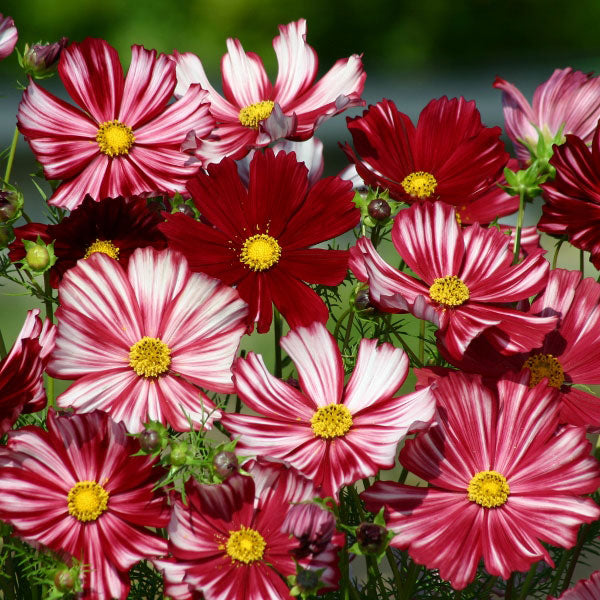 Cosmos, Velouette