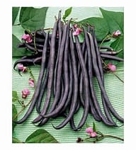 Climbing French Bean, Cosse Violette