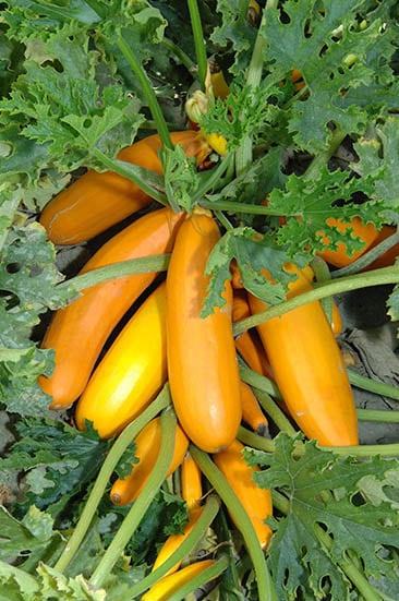 Courgette, Atena Polkal F1