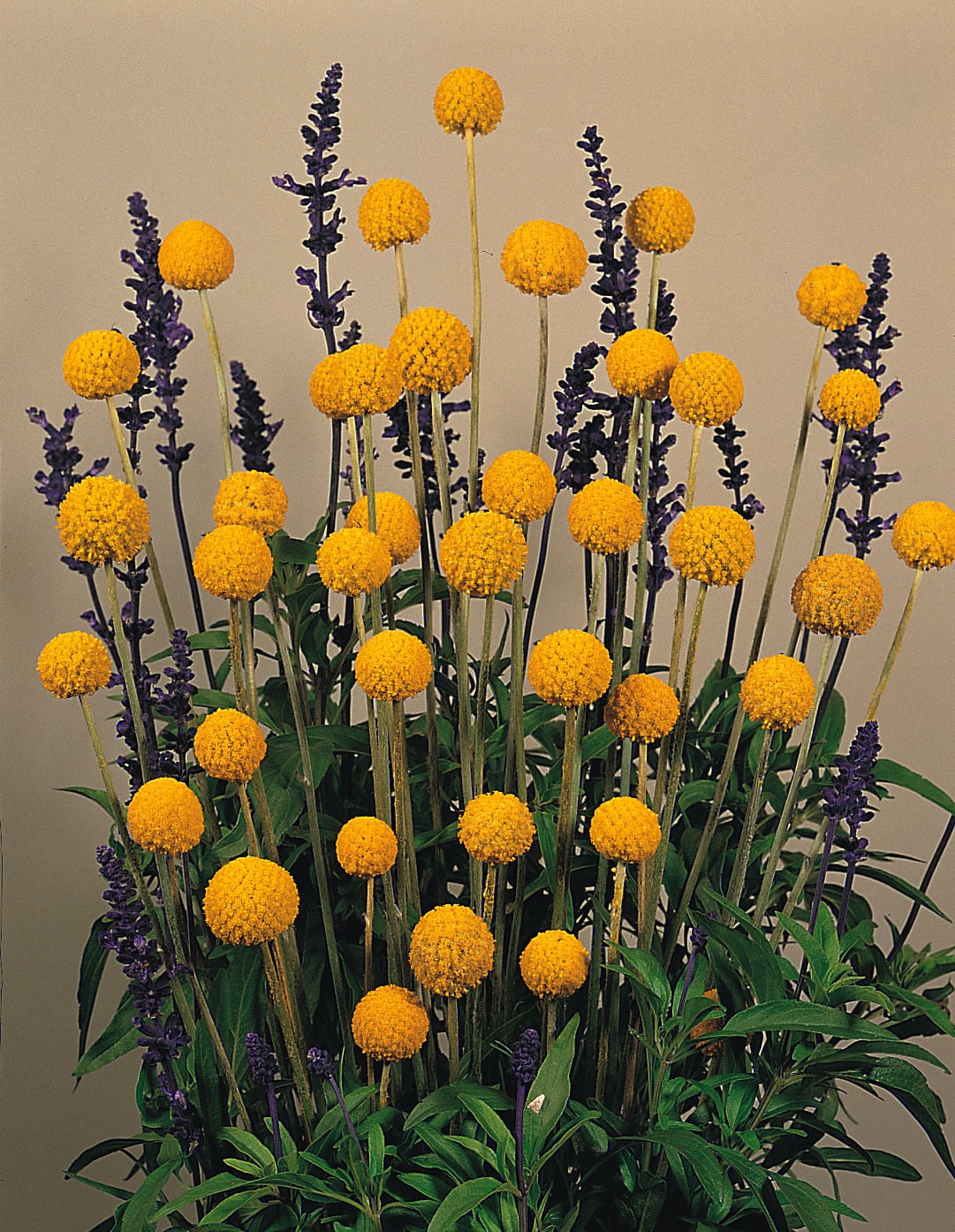 Craspedia Globosa Drumstick Seeds | Buy Flower Seeds  Collie Flowers   Collie Flowers Ltd