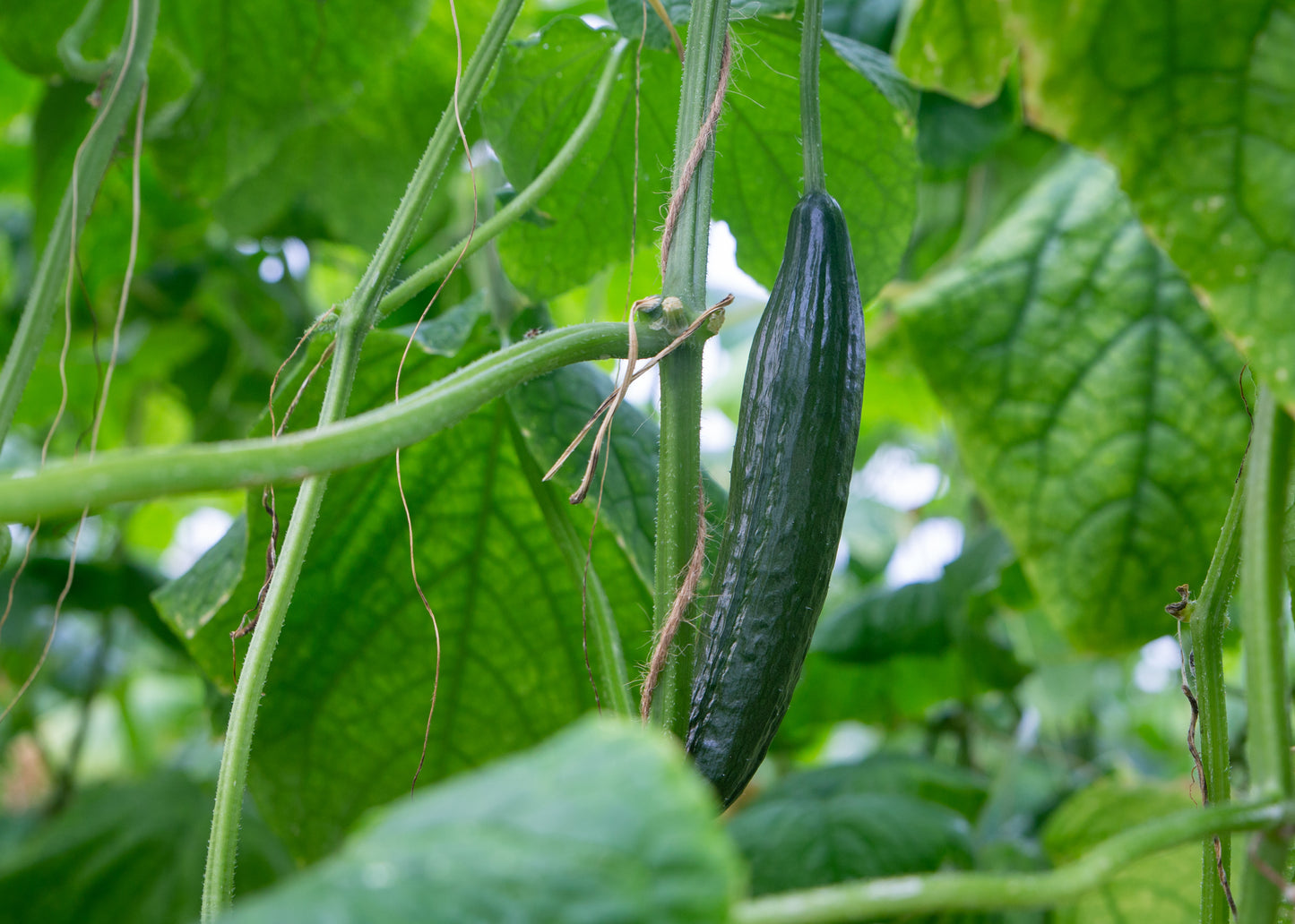 Cucumber, Telegraph Improved