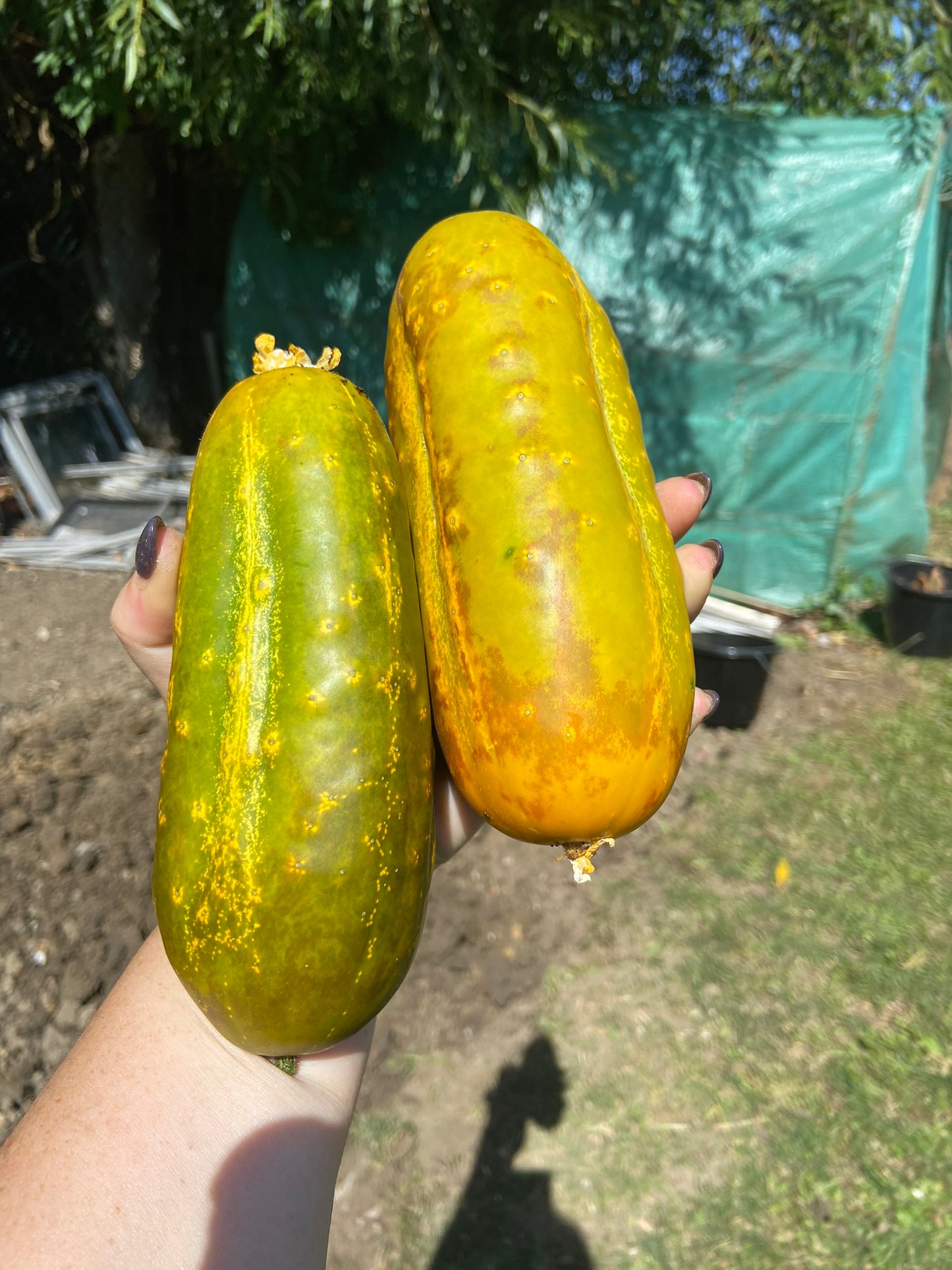 Cucumber, Gherkin National