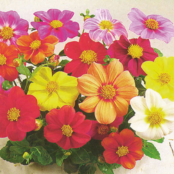 Dahlia, Coltness