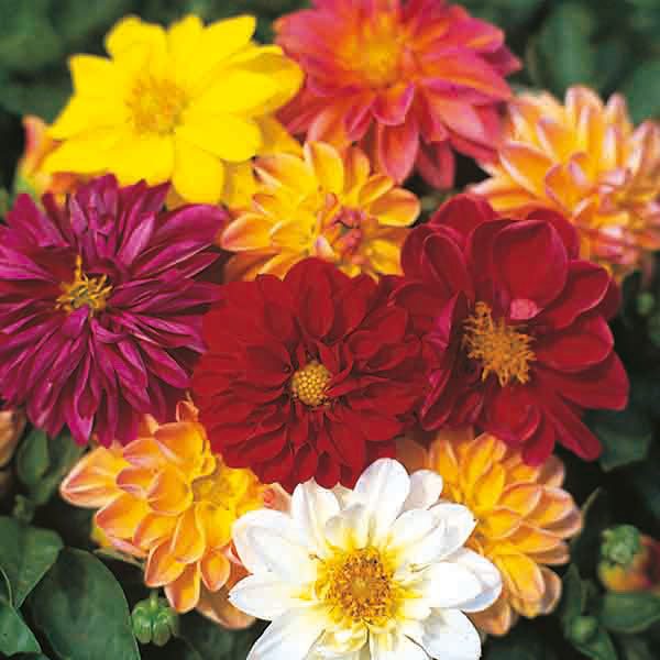 Dahlia, Figaro