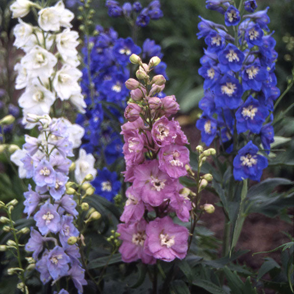 Delphinium, Crown Mix