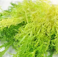 Endive, Fine de Louviers