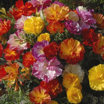 Eschscholtzia, Jelly Bean