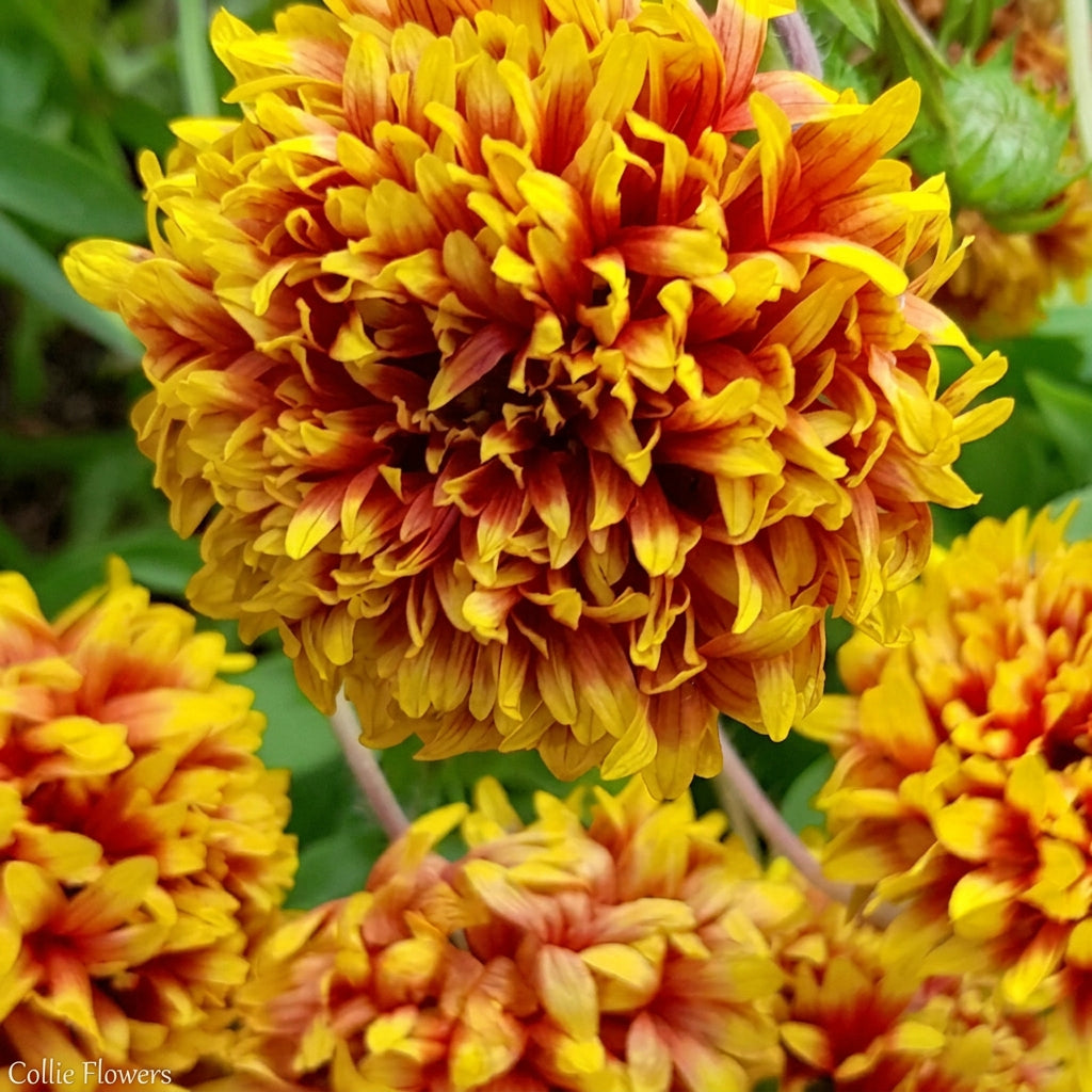 Close-up of vibrant orange and yellow Gaillardia flowers with a blurred green background