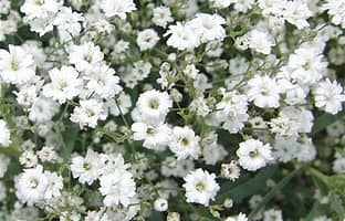 Gypsophila, Covent Garden