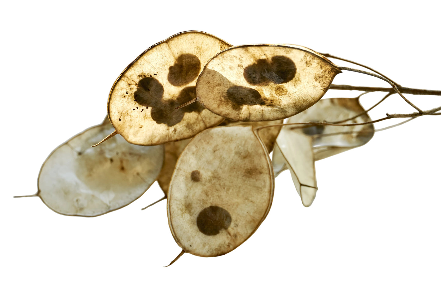 Brown seed pods with black spots on a white background