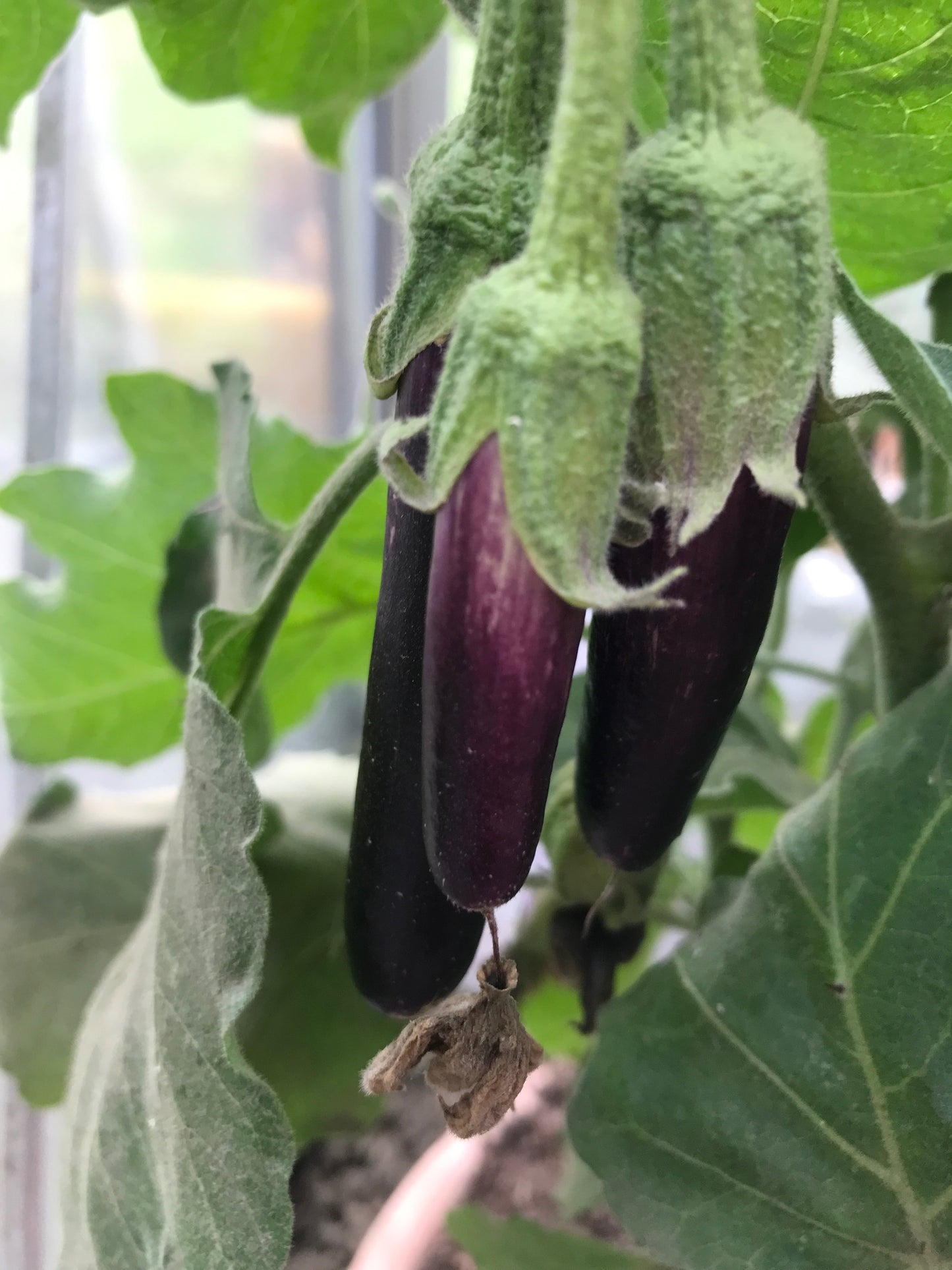 Aubergine, Long Purple