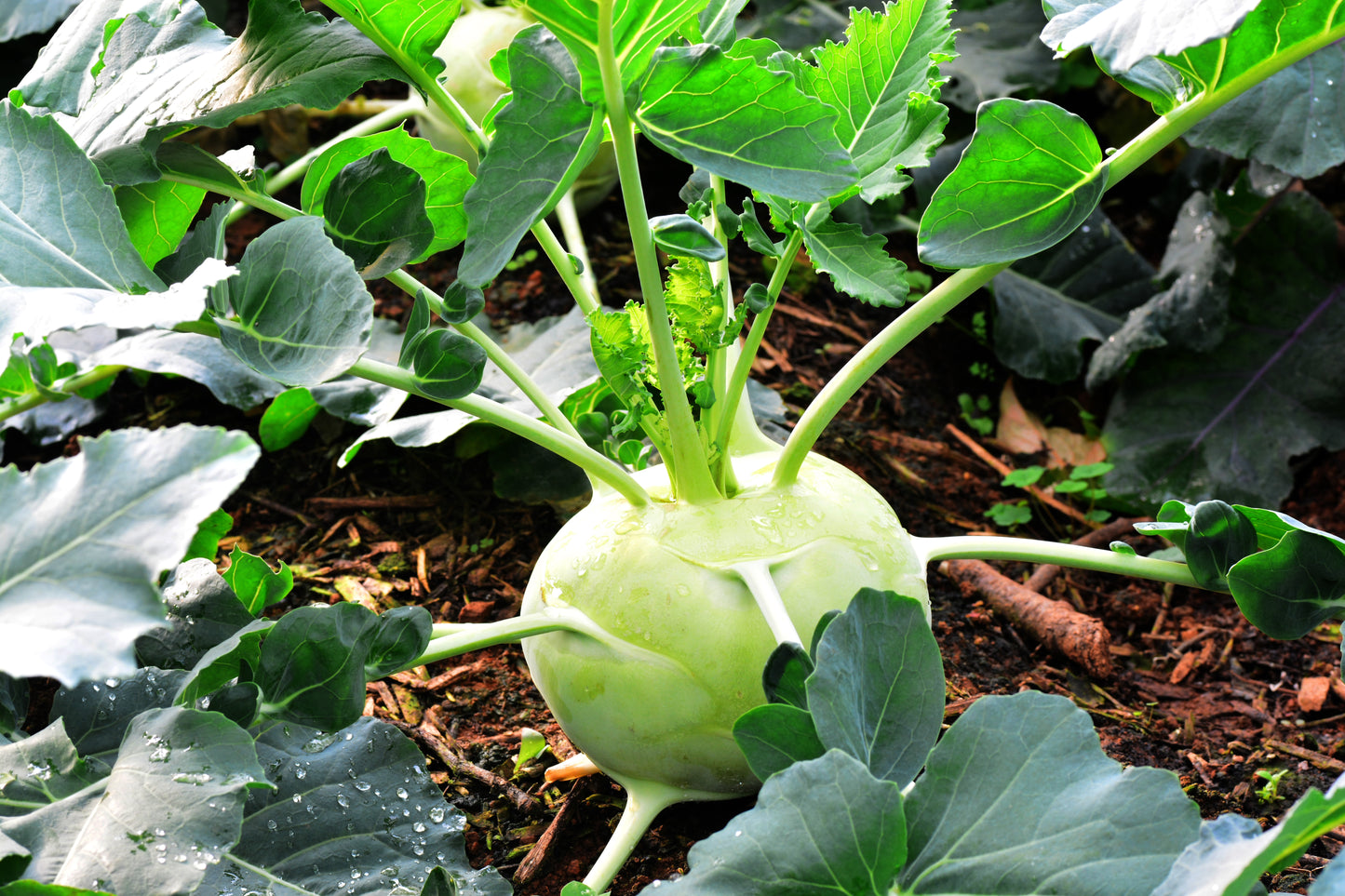 Kohl Rabi, Green Delicacy