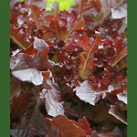 Lettuce, Salad Bowl Red