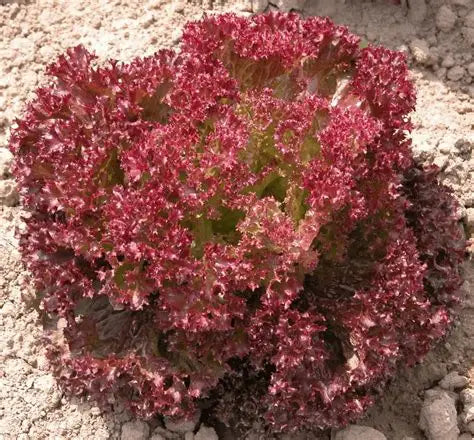 Lettuce, Lollo Rosso