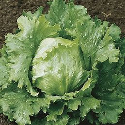 Lettuce, Webb's Wonderful