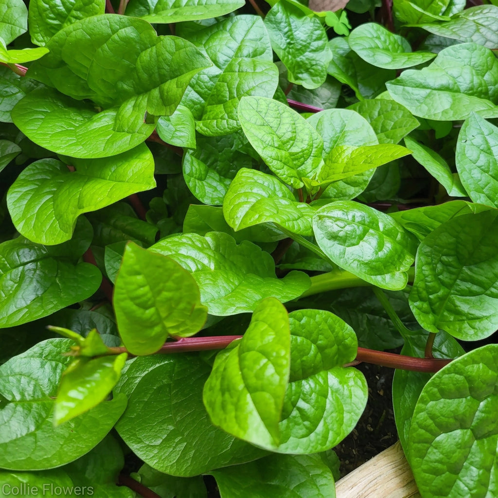 Close-up of green spinach leaves with a blurred background