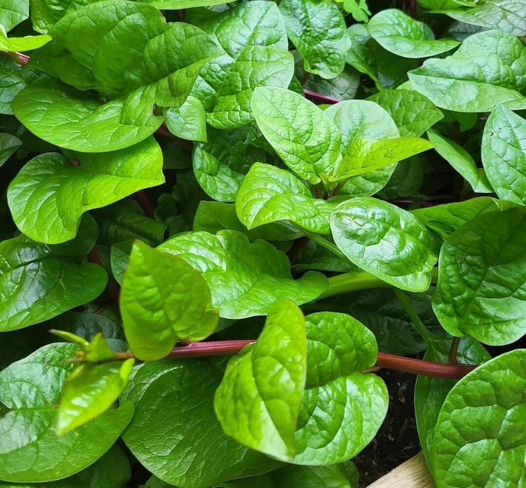 Malabar Spinach, Select Red