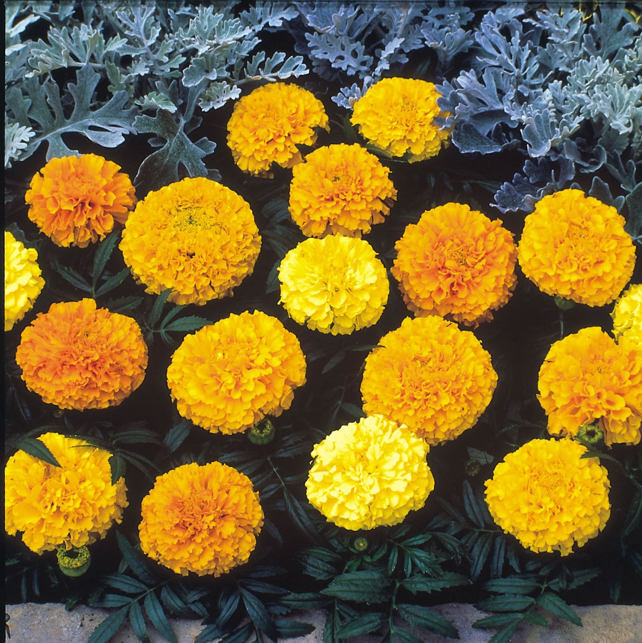 Marigold, Sunspot Mixed