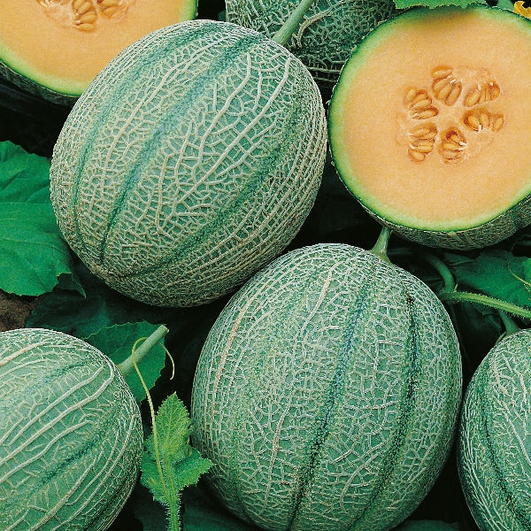 Melon, Blenheim Orange