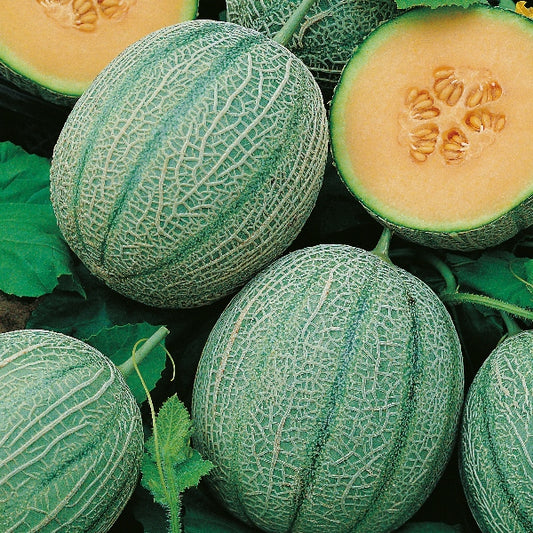 Melon, Blenheim Orange