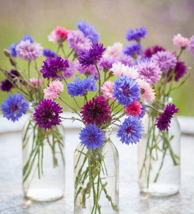 Cornflower, Mixed