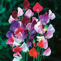 Sweet Pea, Collie Flowers Mix