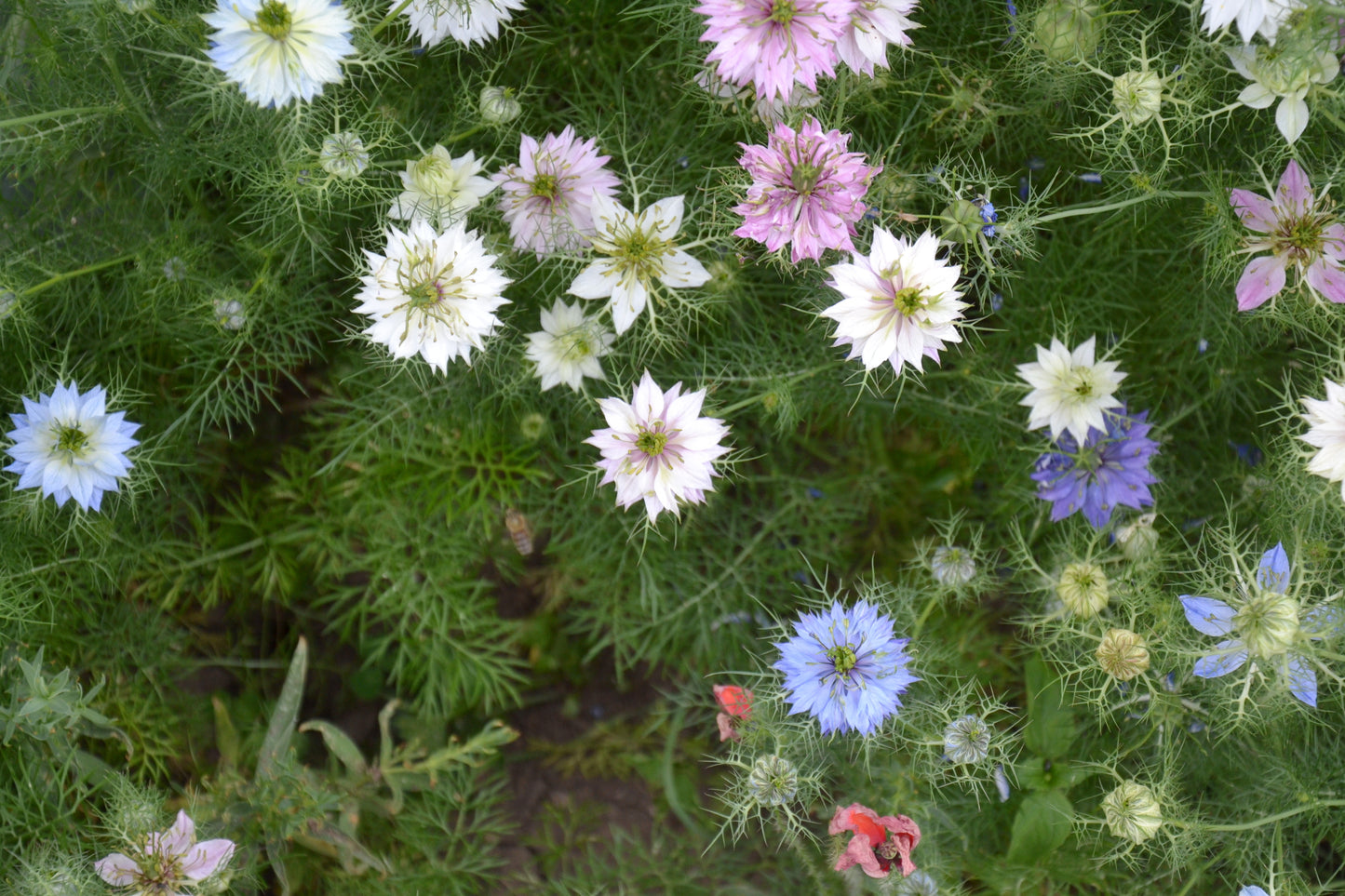 Nigella, Persian Jewels