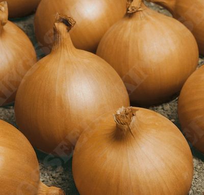 Onion, Rijnsburger