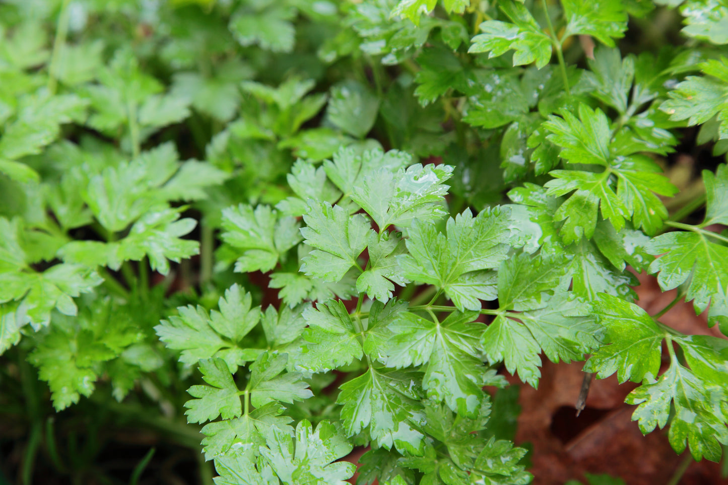Parsley, Gigante D'Italia