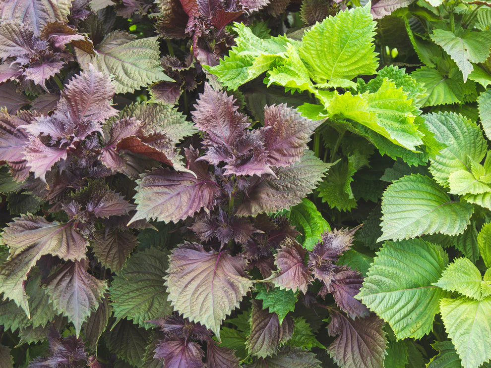 Perillia Shiso, Red & Green Mix