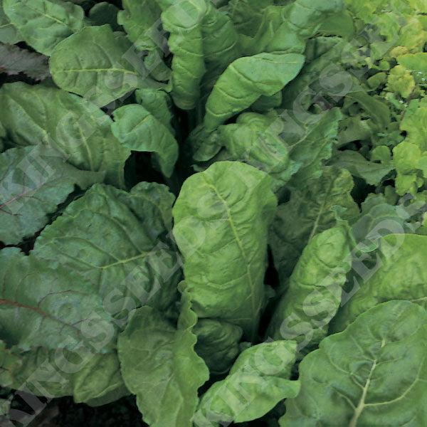 Perpetual Spinach