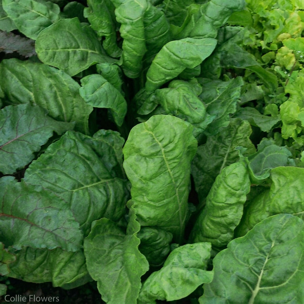 Close-up of green spinach leaves