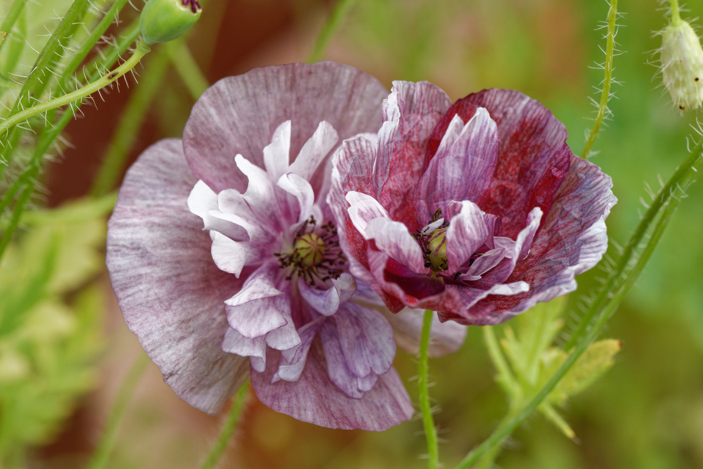 Papaver rheos (Poppy), Pandora