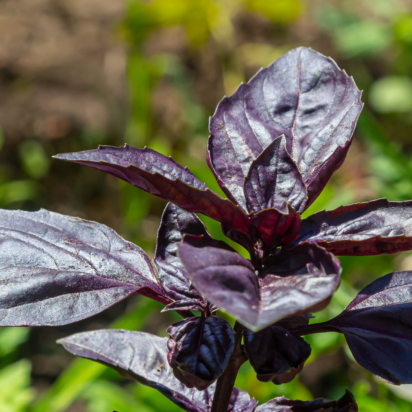Basil, Dark Opal
