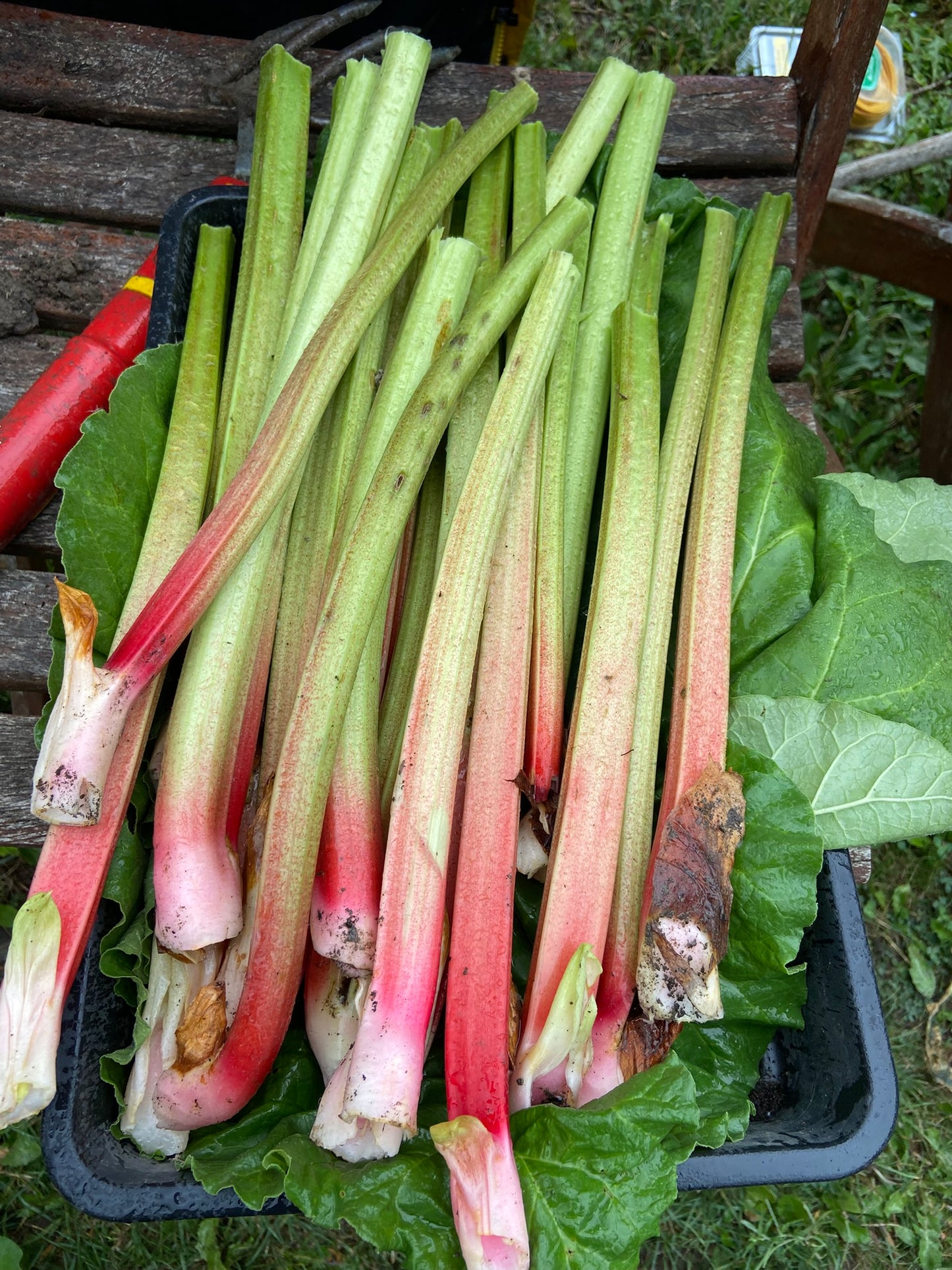 Rhubarb, Victoria