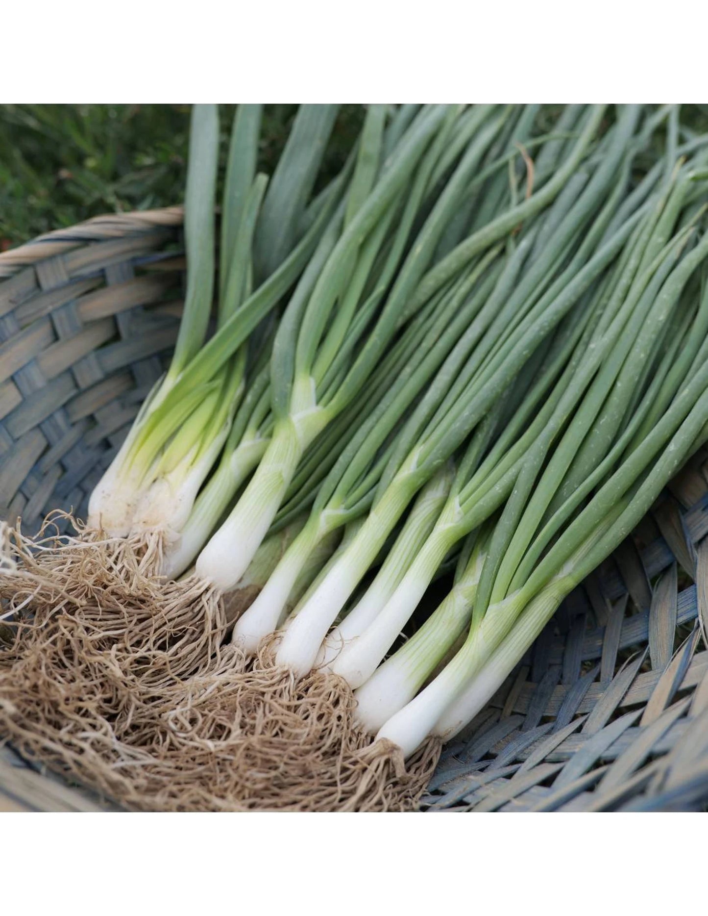 Spring Onion, Winter White Lisbon