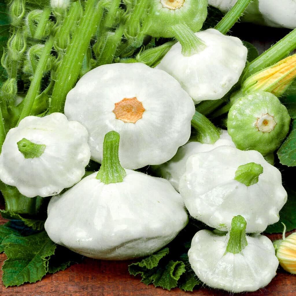 Sqash, Custard White (Patty Pan)