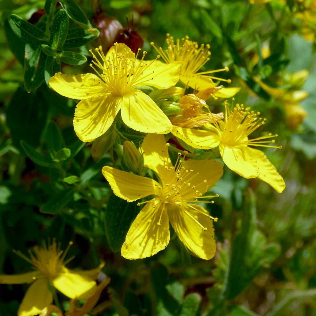 St John's Wort