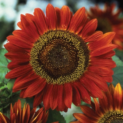Sunflower, Red Sun