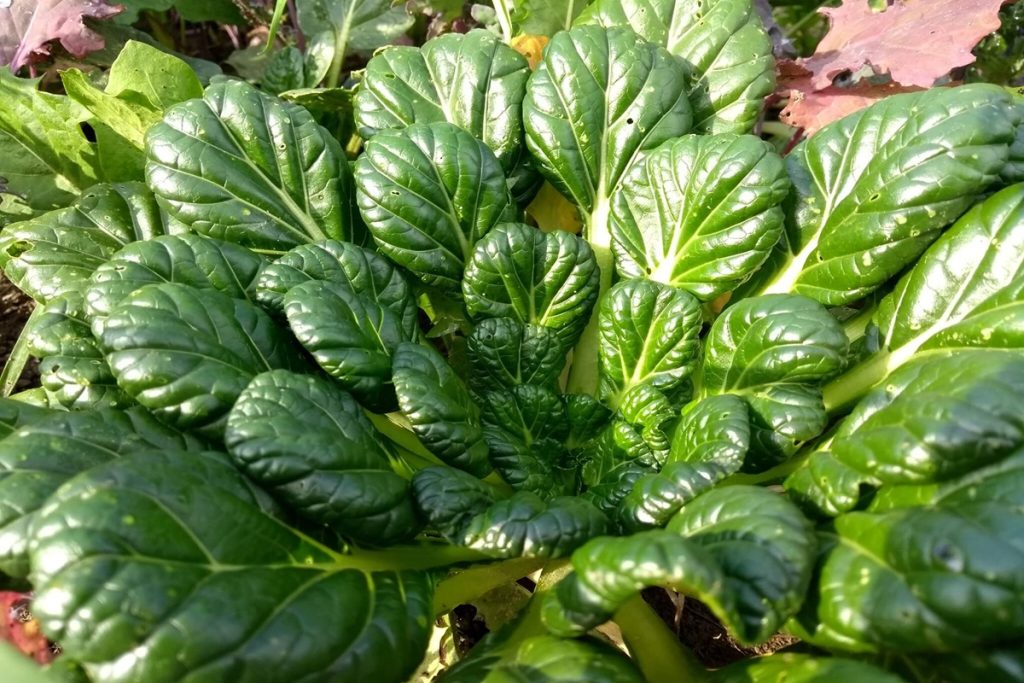 Tatsoi, Tah Tsai