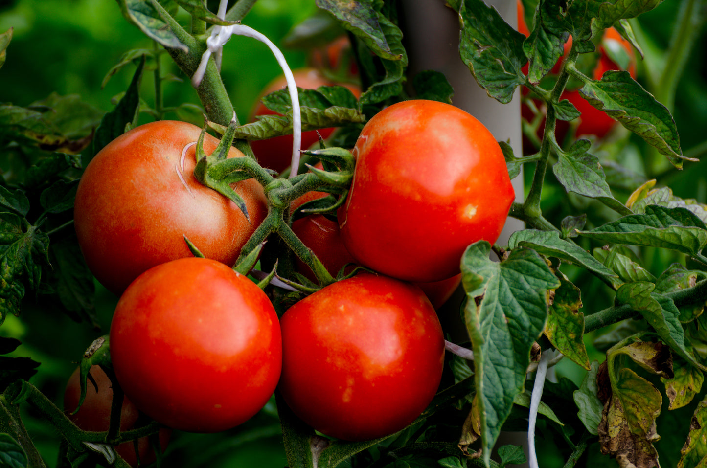 Tomato, Alicante